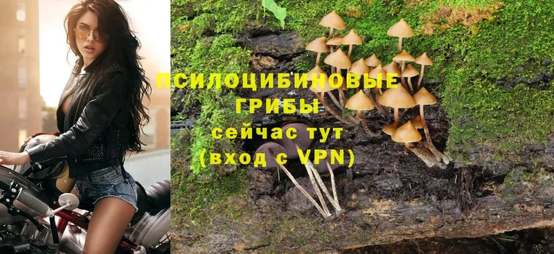 Галлюциногенные грибы GOLDEN TEACHER  купить наркотики цена  MEGA как зайти  Малая Вишера 